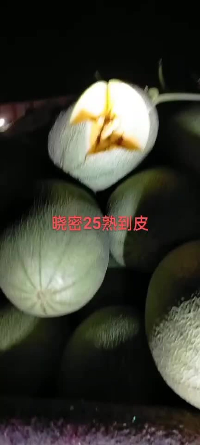 晓蜜25哈蜜瓜