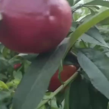 中油19