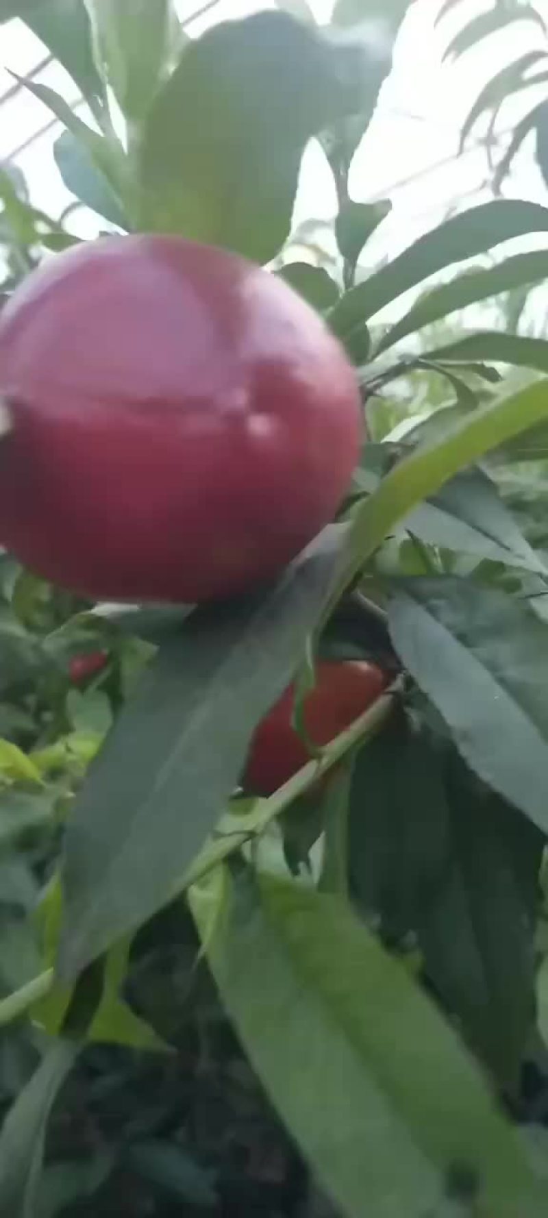 中油19