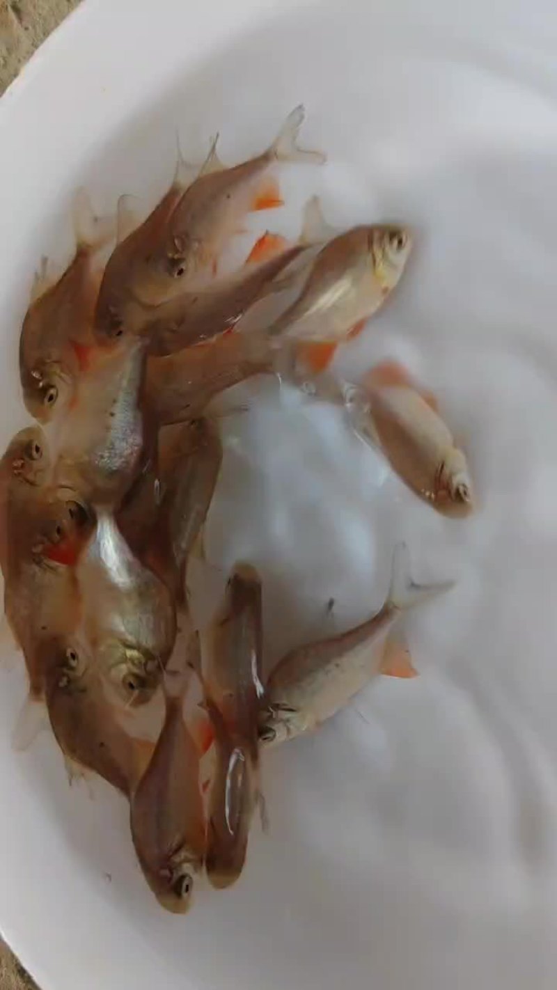 红鲳鱼，红鲳鱼，别名也叫淡水白鲳，虽然在外形上酷似鲳鱼，