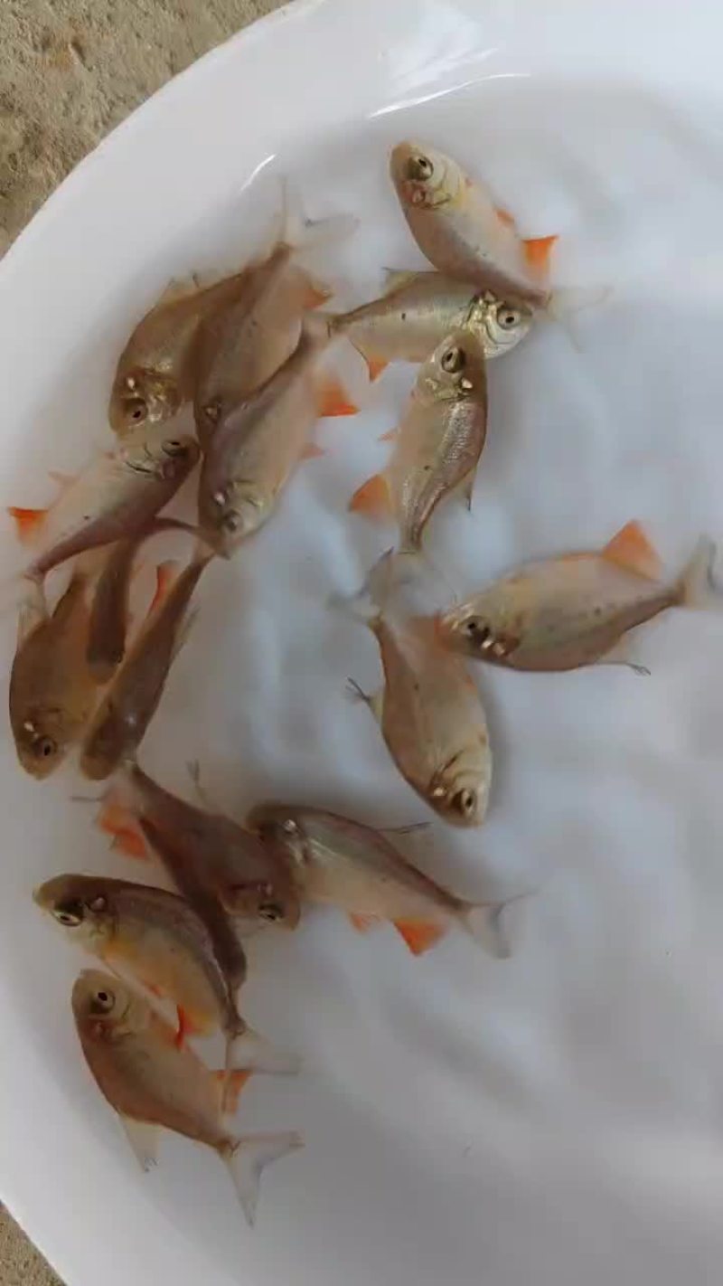 红鲳鱼，红鲳鱼，别名也叫淡水白鲳，虽然在外形上酷似鲳鱼，