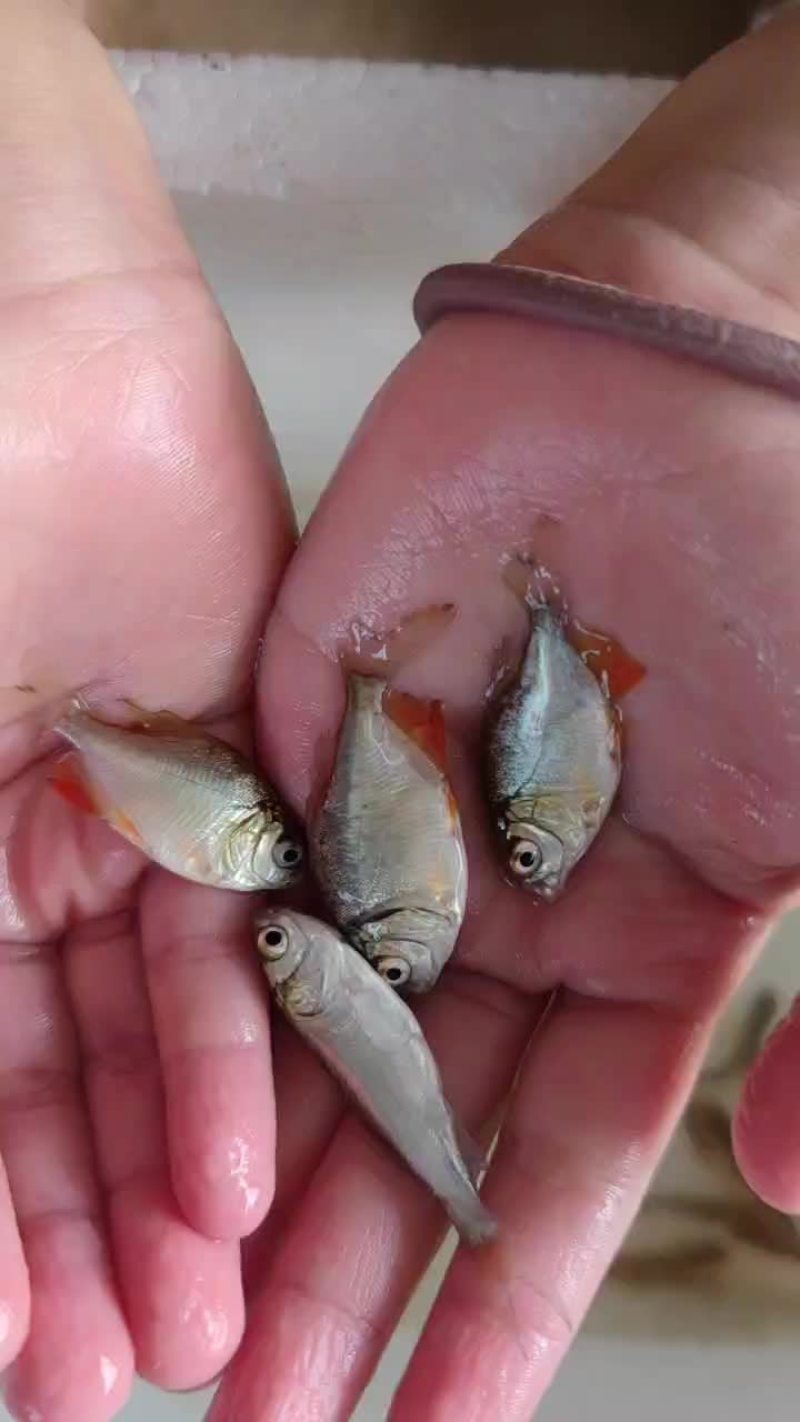 红鲳鱼，红鲳鱼，别名也叫淡水白鲳，虽然在外形上酷似鲳鱼，