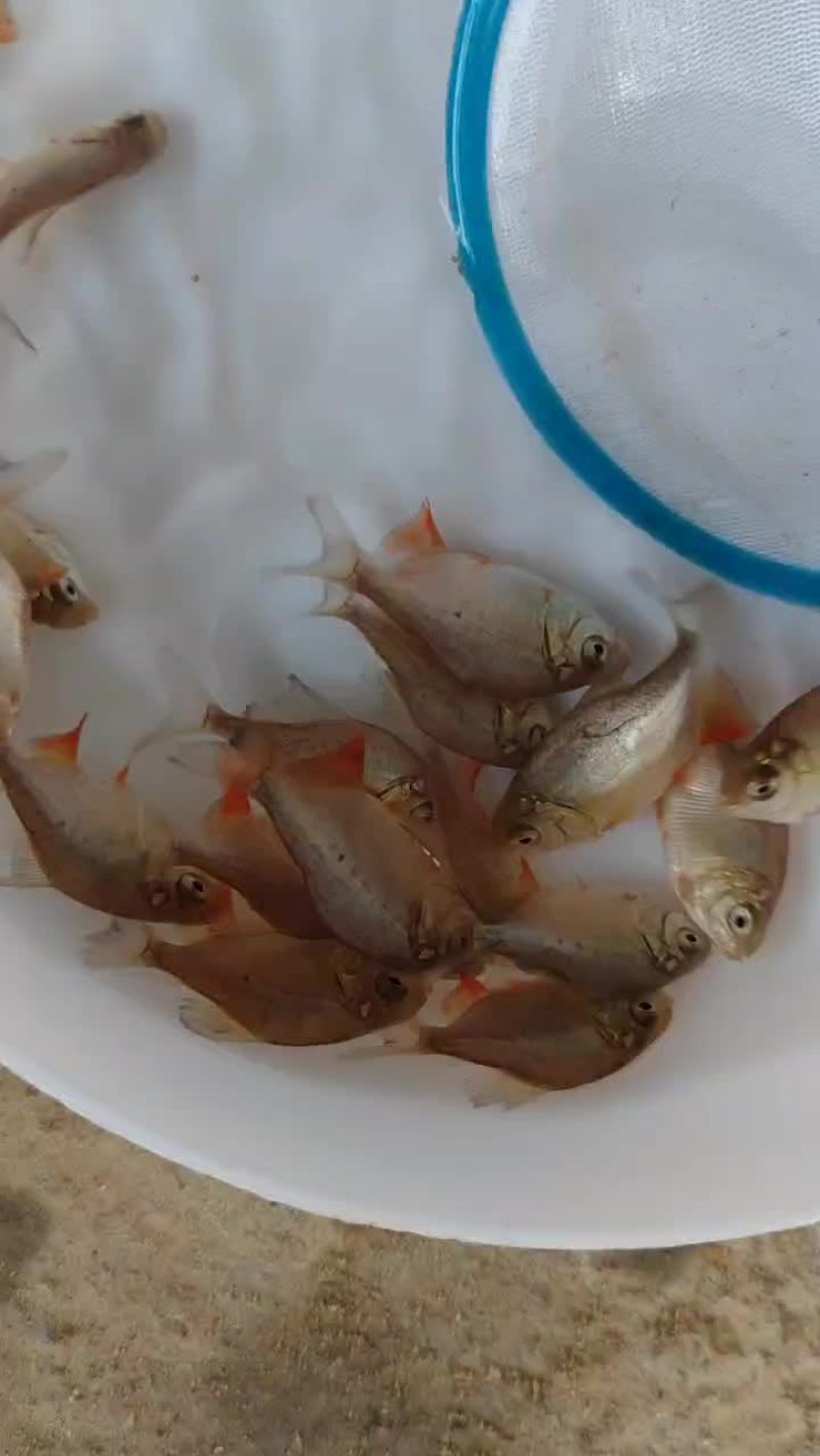 红鲳鱼，红鲳鱼，别名也叫淡水白鲳，虽然在外形上酷似鲳鱼，