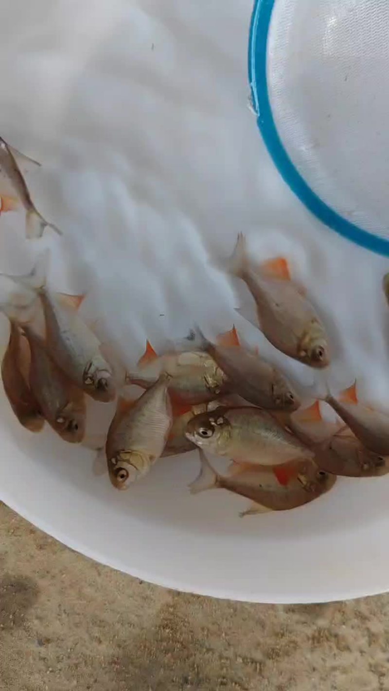 红鲳鱼，红鲳鱼，别名也叫淡水白鲳，虽然在外形上酷似鲳鱼，