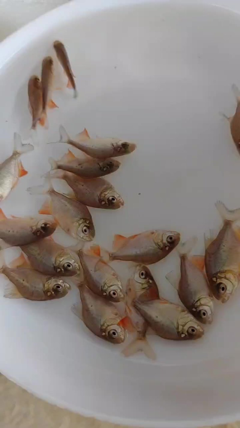 红鲳鱼，红鲳鱼，别名也叫淡水白鲳，虽然在外形上酷似鲳鱼，