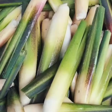 茭白