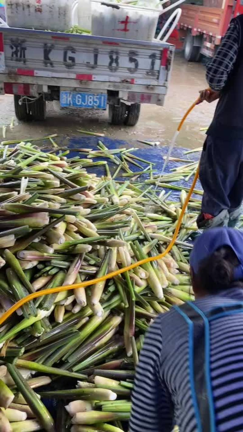 茭白