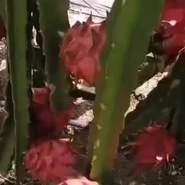 火龙果