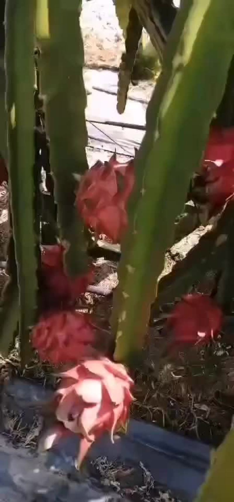 火龙果