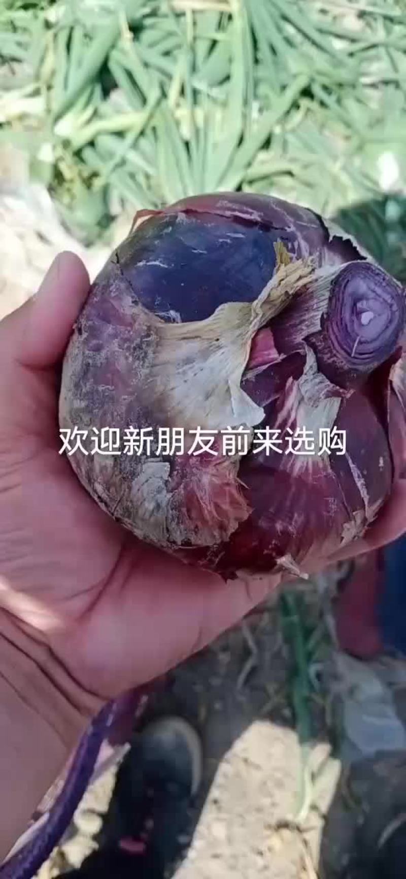 洋葱上市了