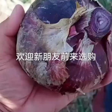 洋葱上市了