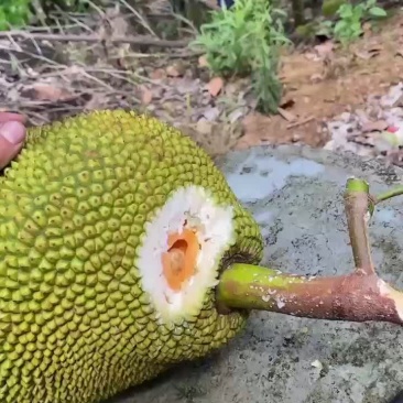 海南陵水5号红肉菠萝蜜