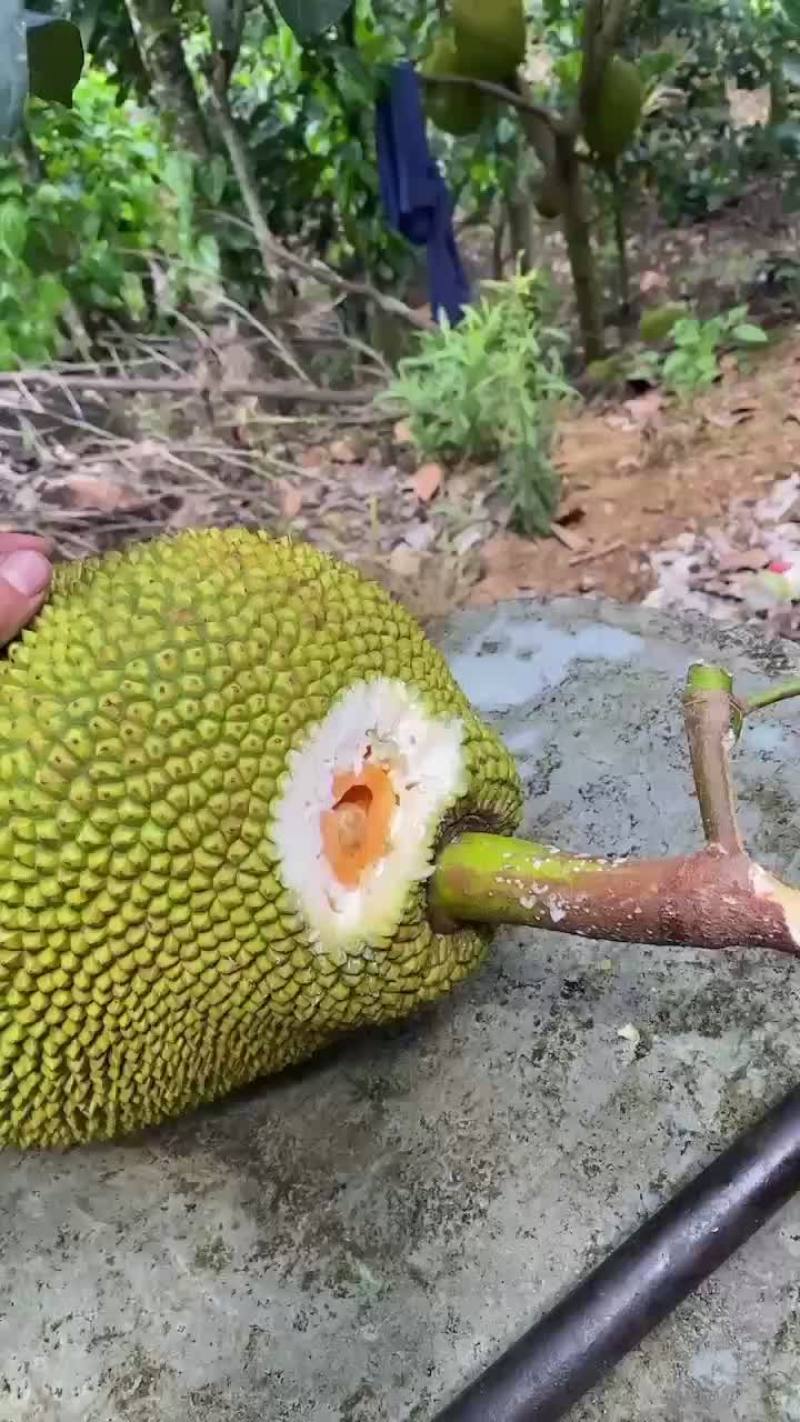 海南陵水5号红肉菠萝蜜