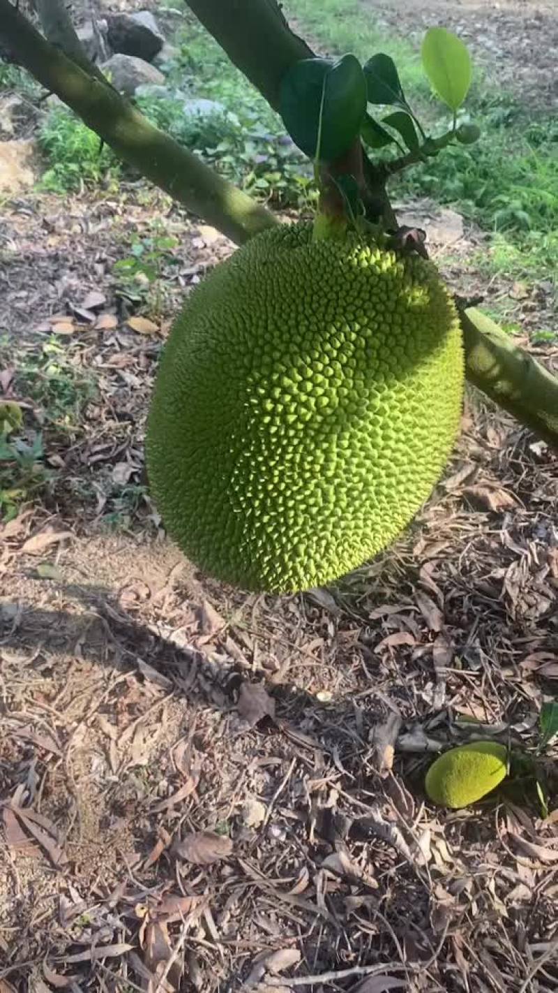 海南陵水5号红肉菠萝蜜