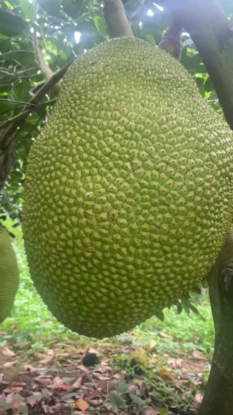 海南陵水5号红肉菠萝蜜