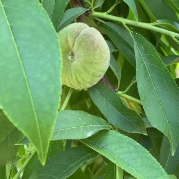 蟠桃苗