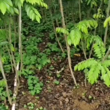 黄花梨树苗