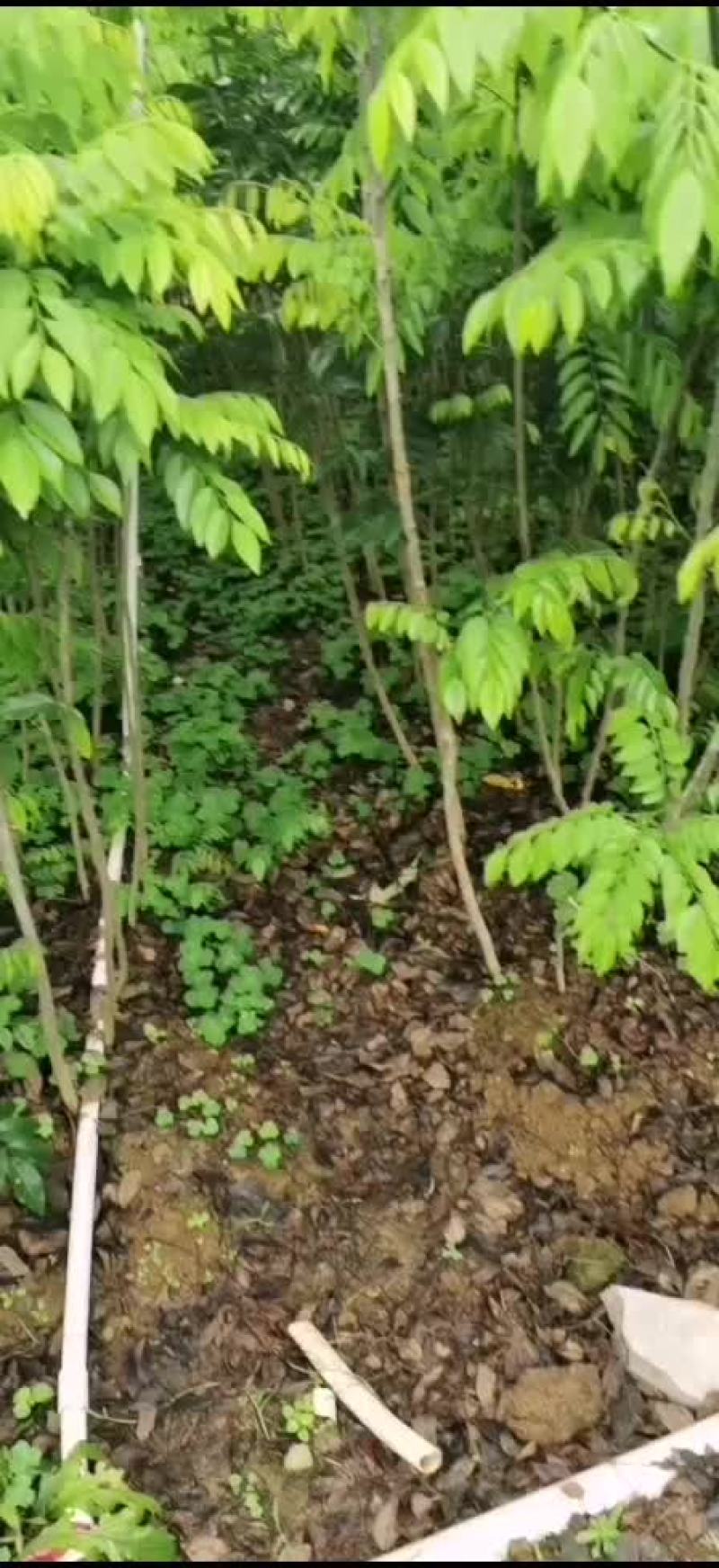 黄花梨树苗