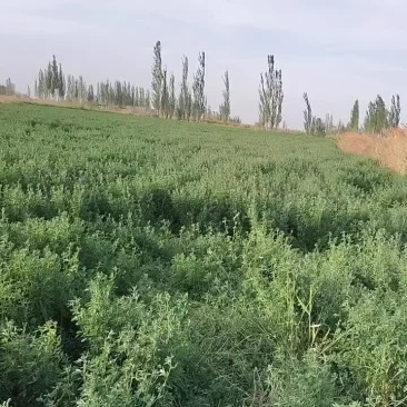 苜蓿草