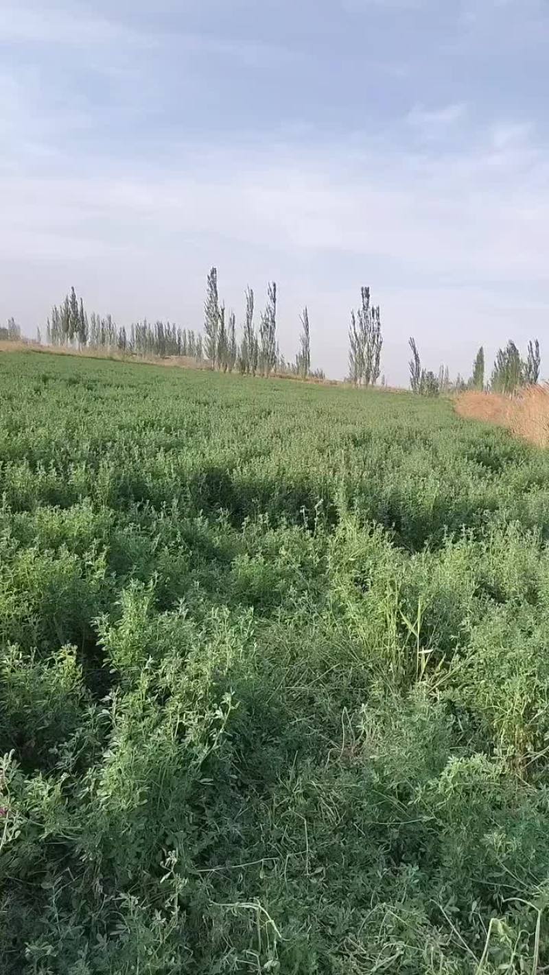 苜蓿草