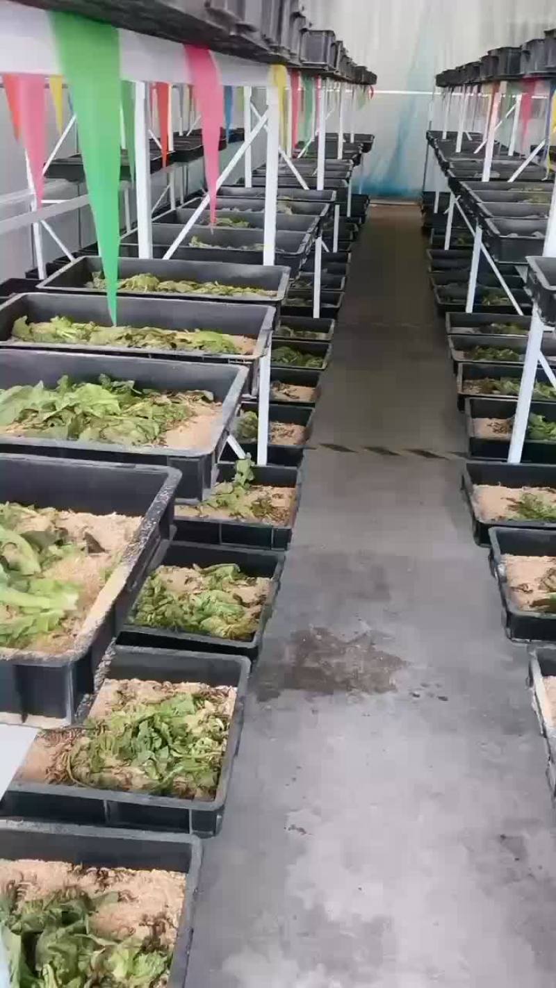高蛋白大麦虫蛋白虫优质种虫公司已经培育好