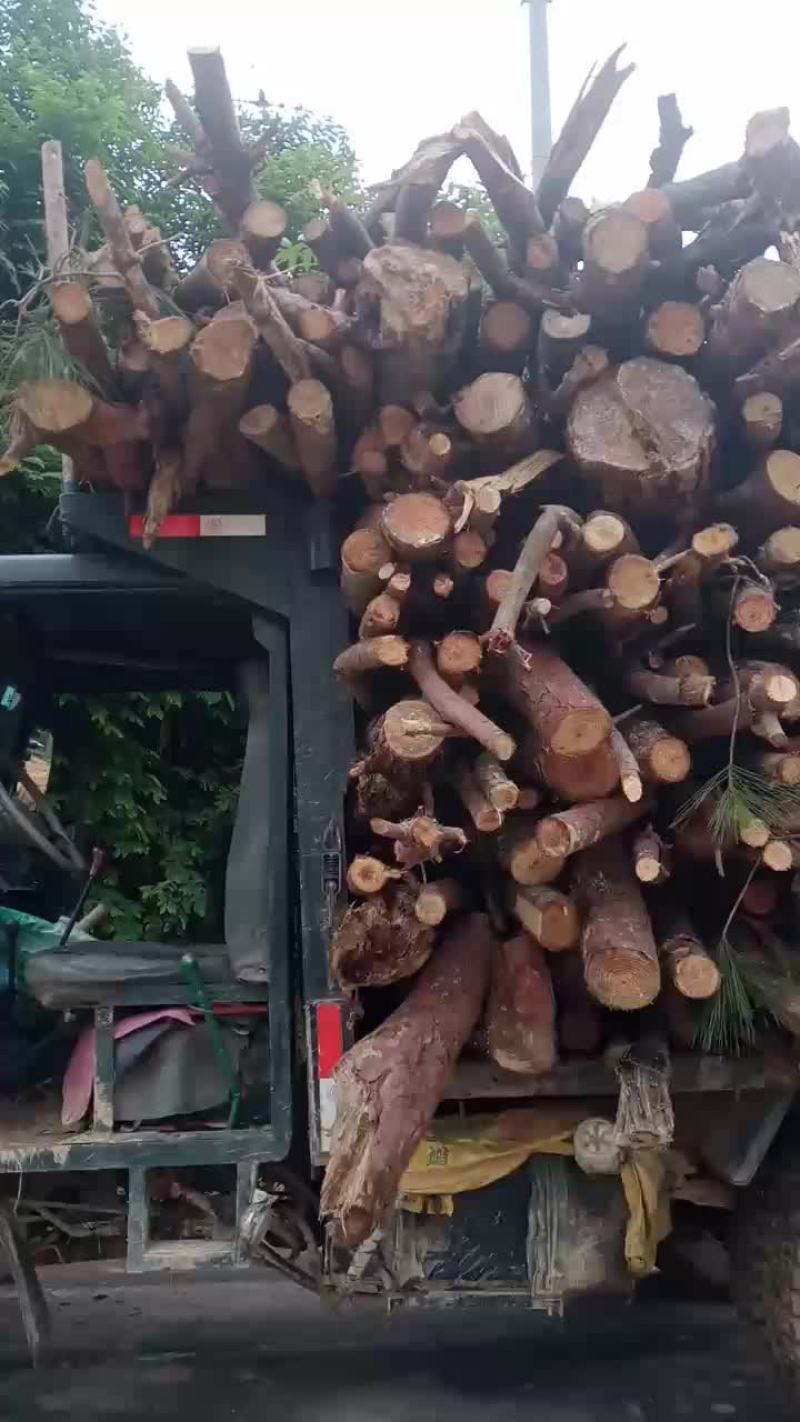 松树杂树桉树柴火