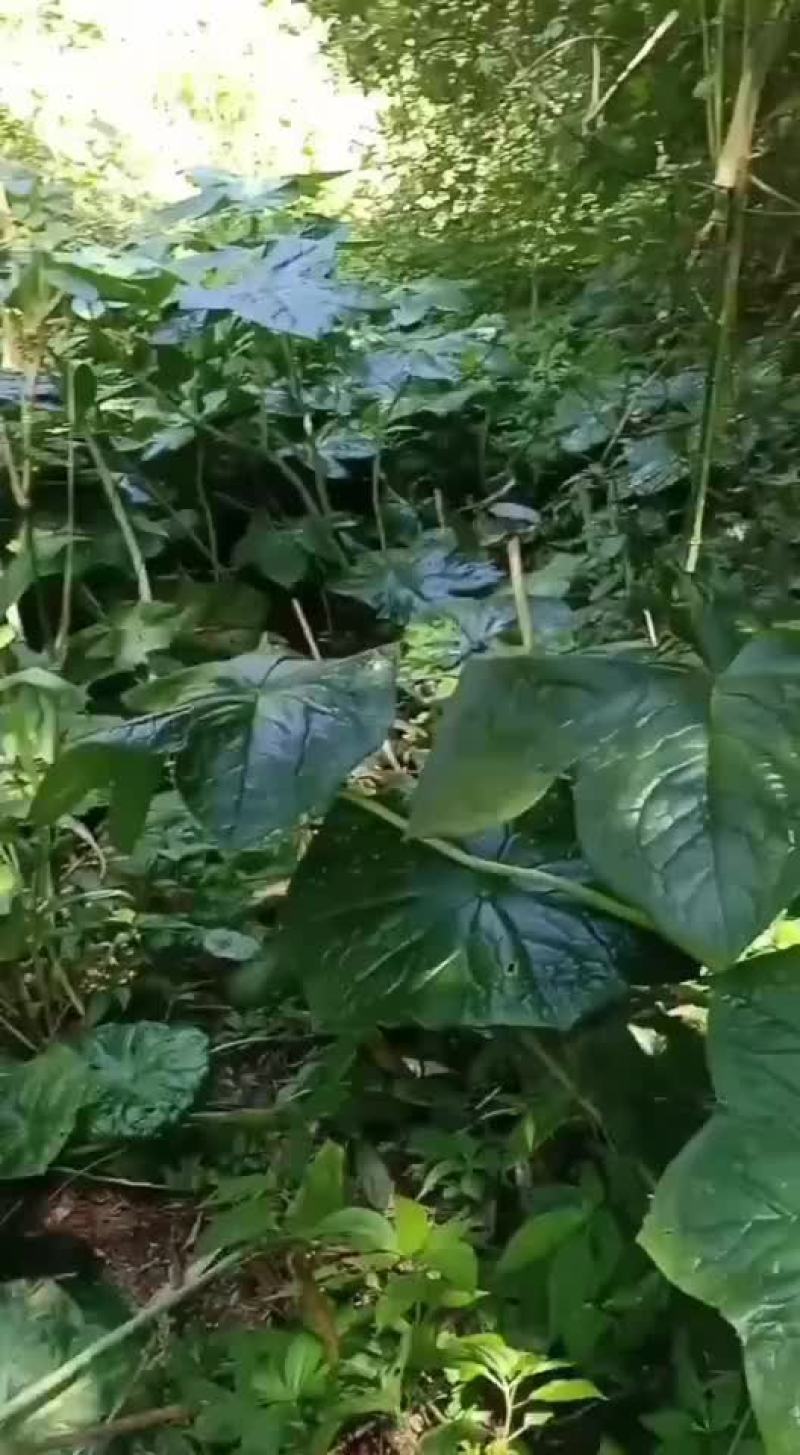 仫佬山八角莲