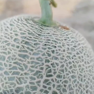 网纹瓜
