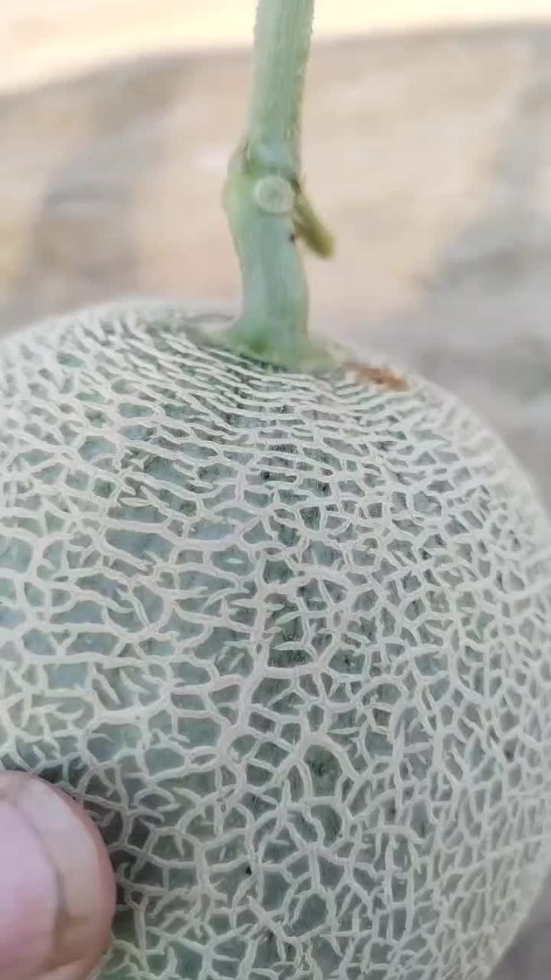 网纹瓜