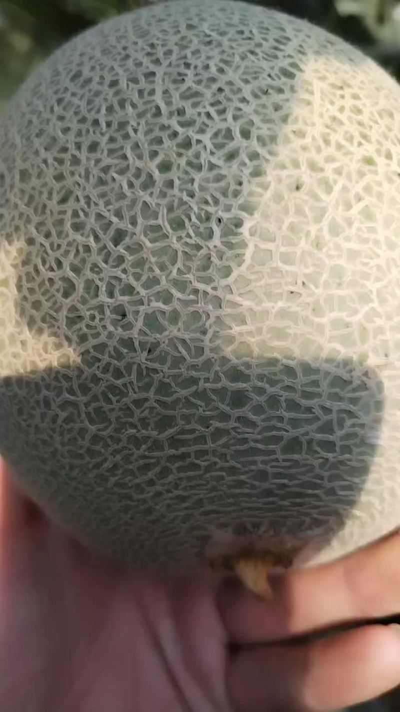 网纹瓜