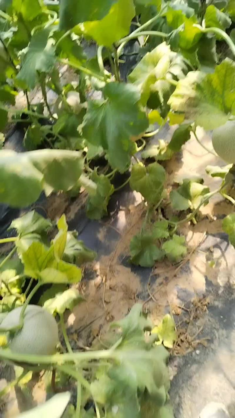 网纹瓜