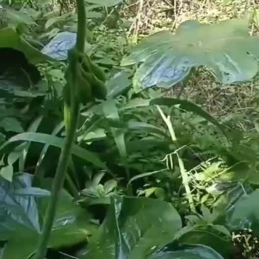 仫佬山八角莲