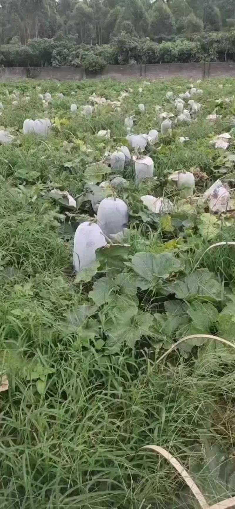 毛节瓜