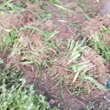 大花萱草