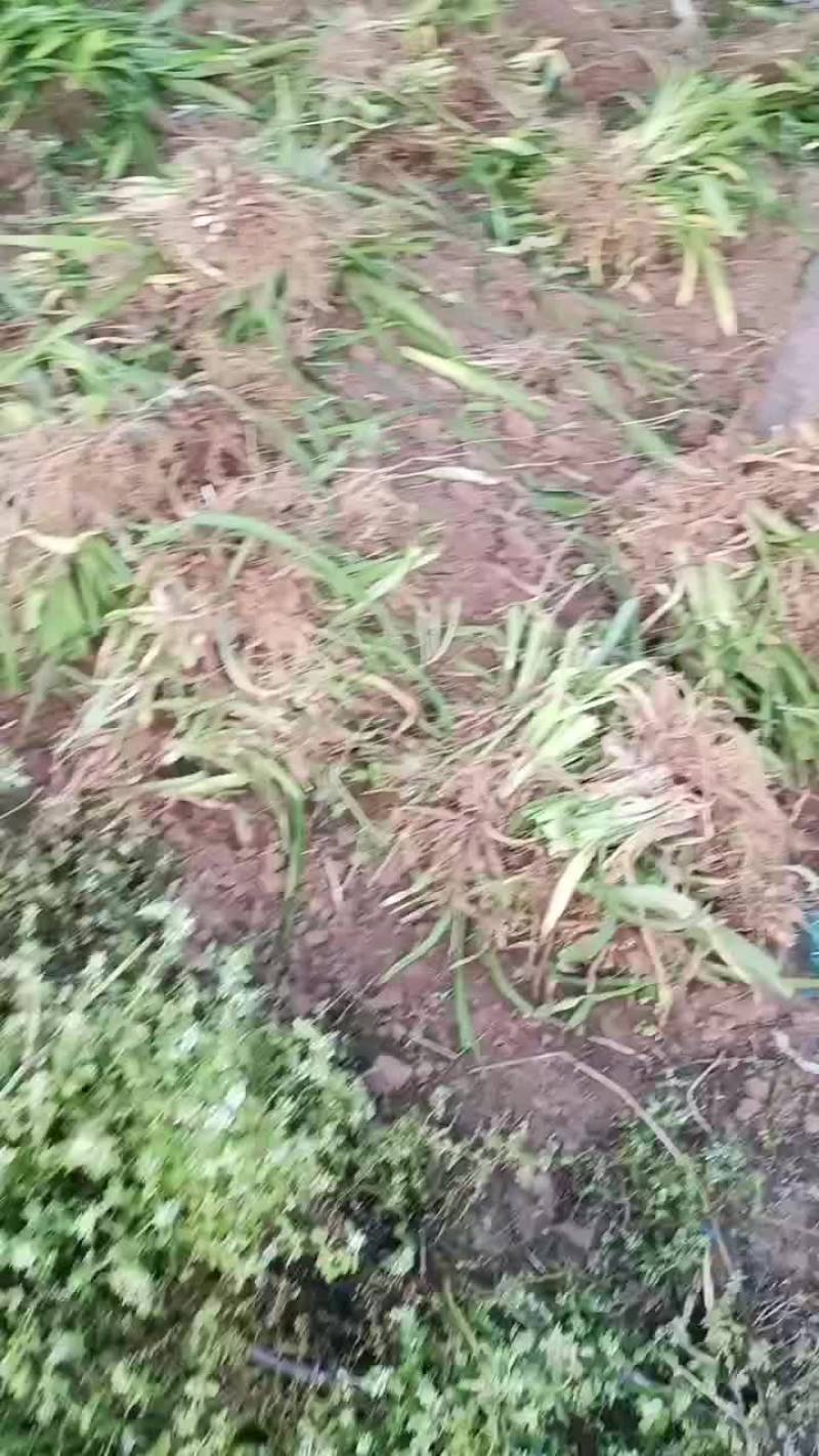 大花萱草