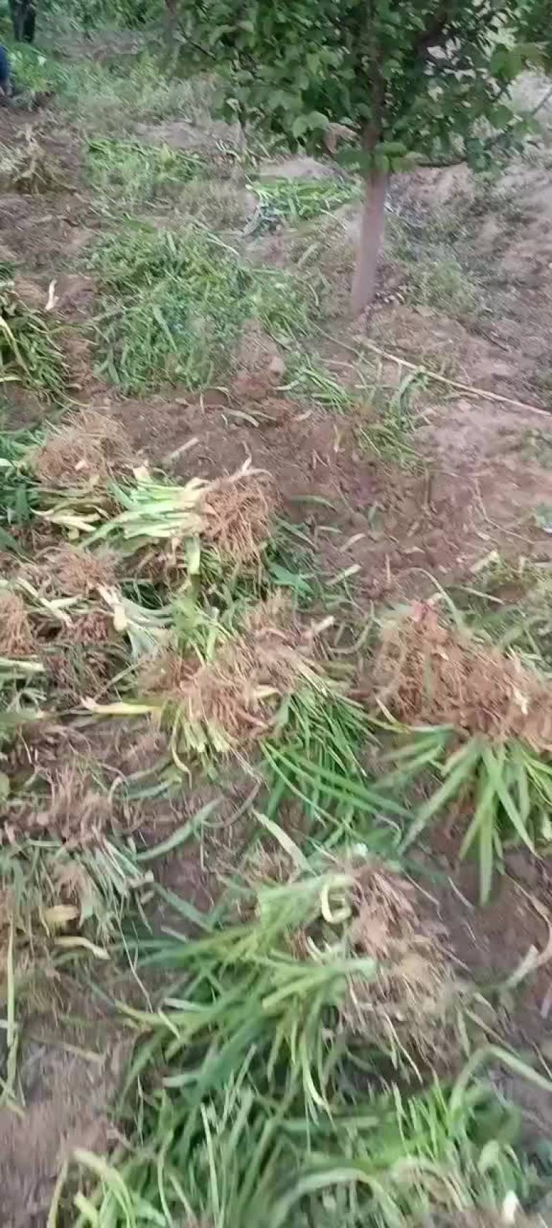 大花萱草