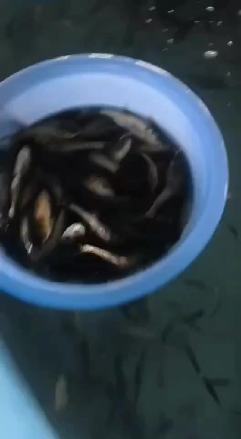 花鲢苗