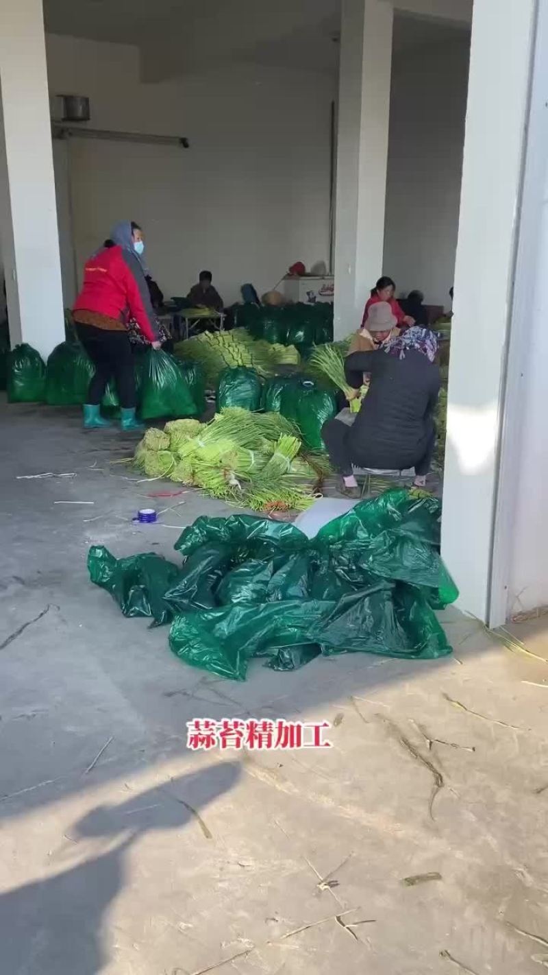 蒜苔大量现货，需要的老板欢迎前来洽谈