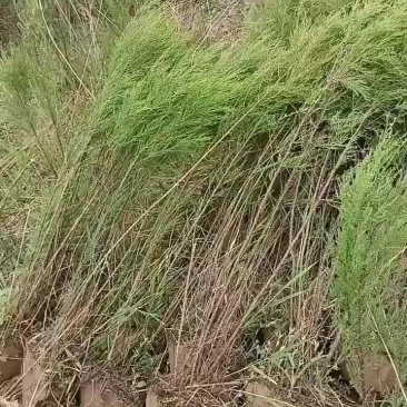 红柳