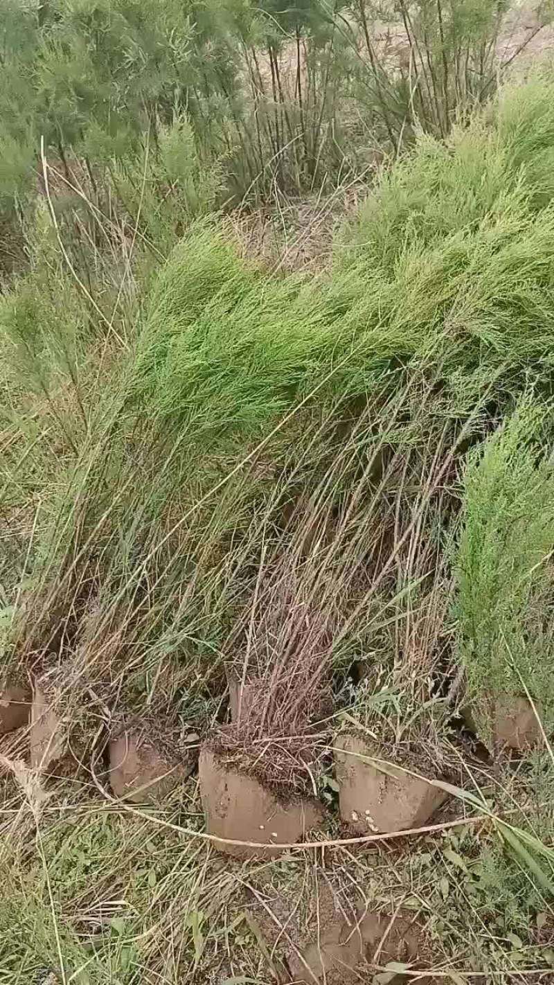 红柳