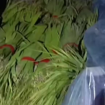盘锦粽叶苇叶