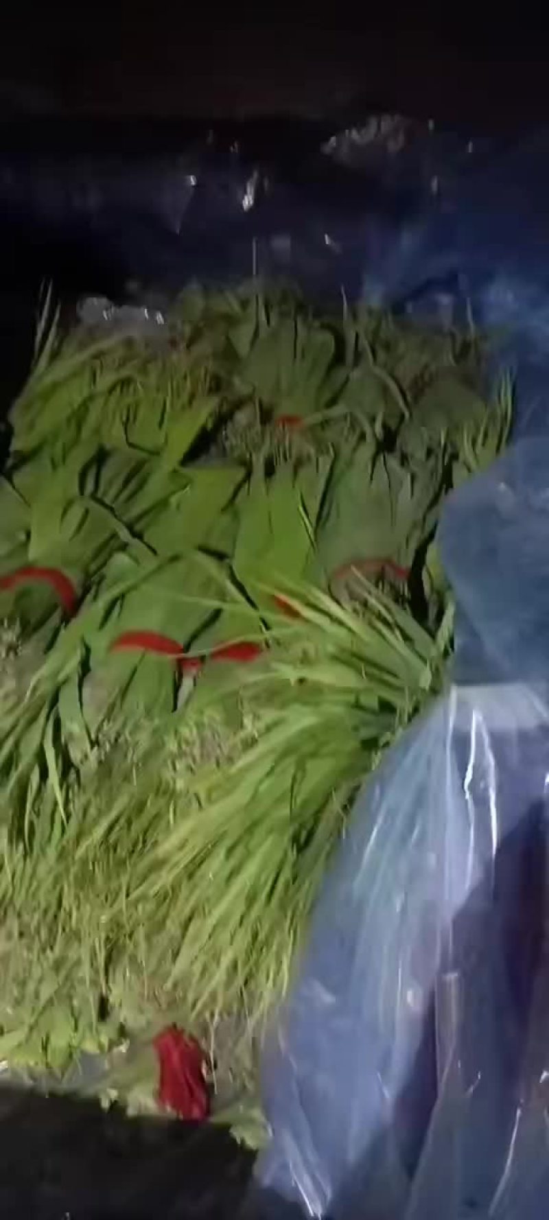 盘锦粽叶苇叶