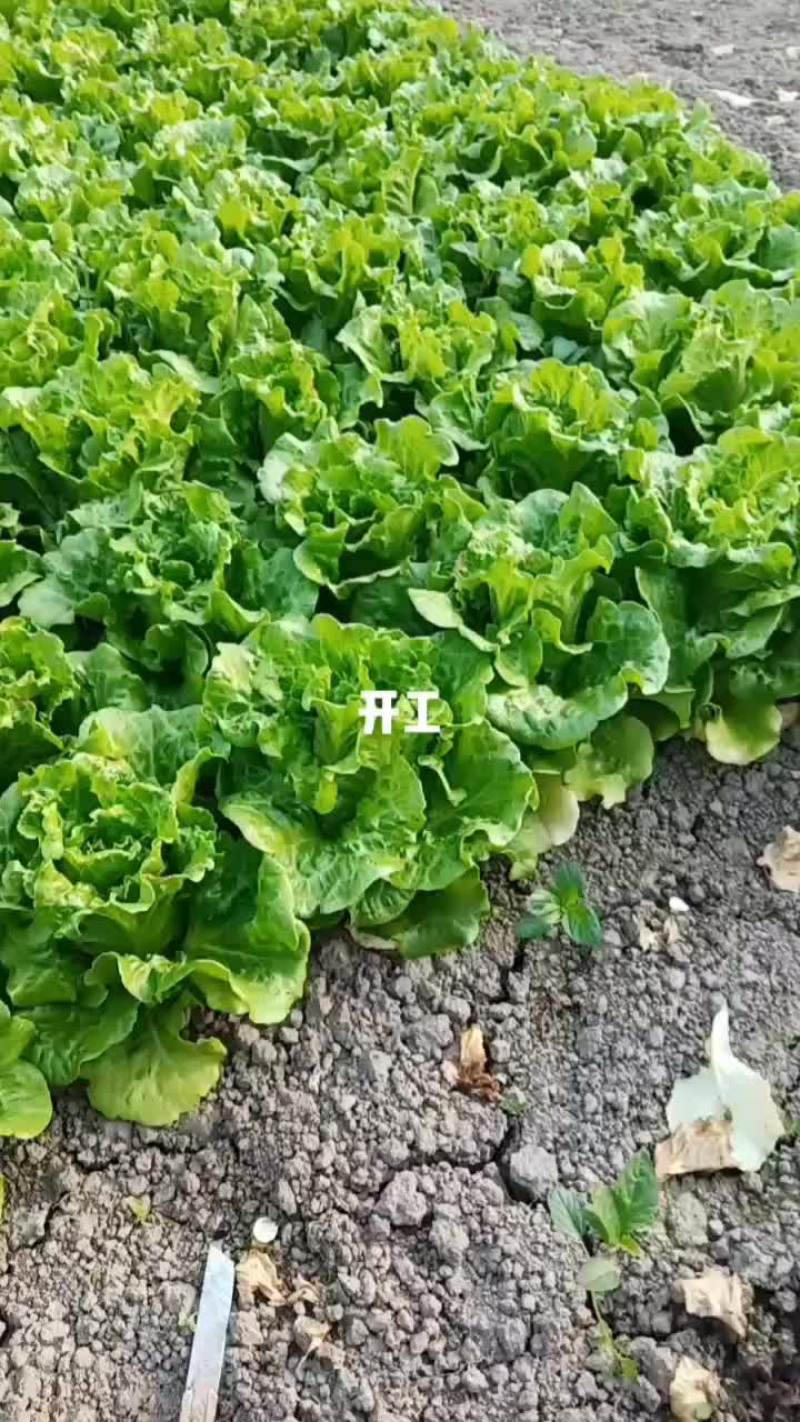 散叶生菜