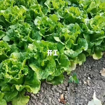 散叶生菜