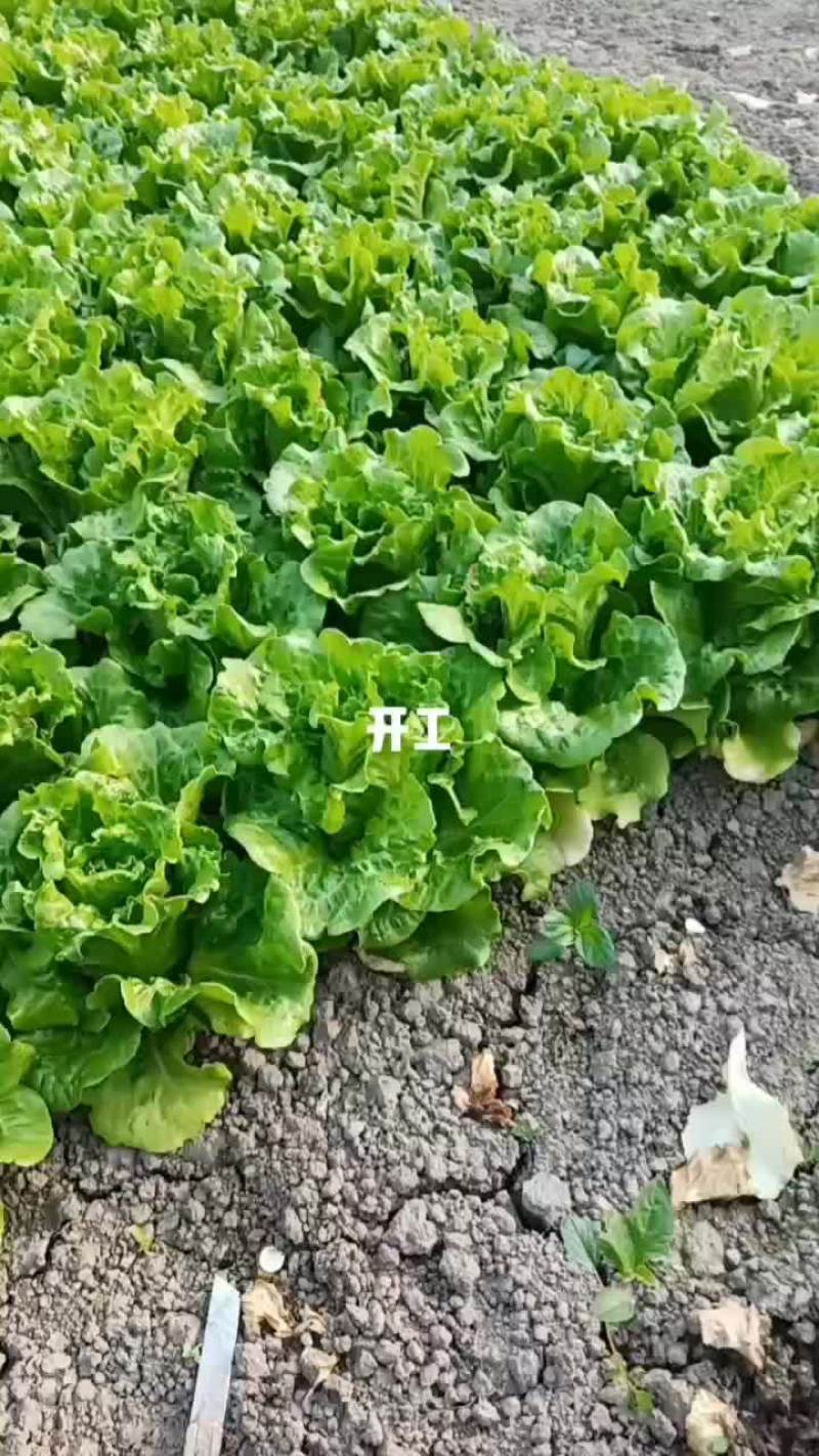 散叶生菜