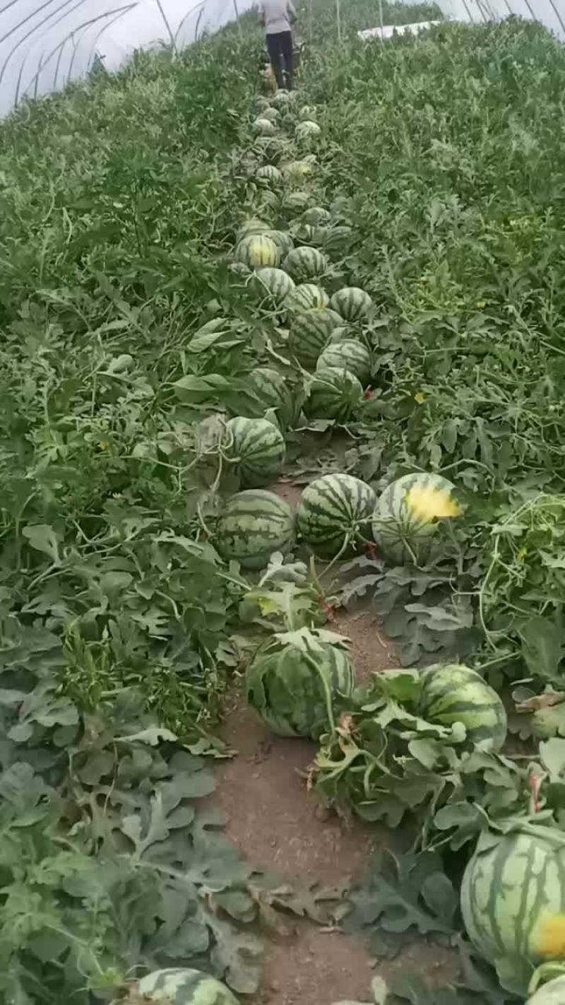 自家种植美都，8424西瓜自跟苗，头茬，无籽，地头出售。
