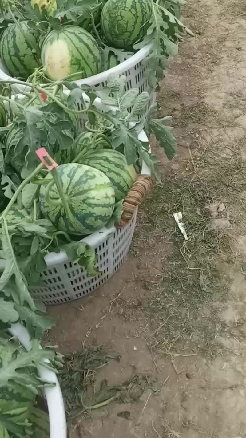 自家种植美都，8424西瓜自跟苗，头茬，无籽，地头出售。