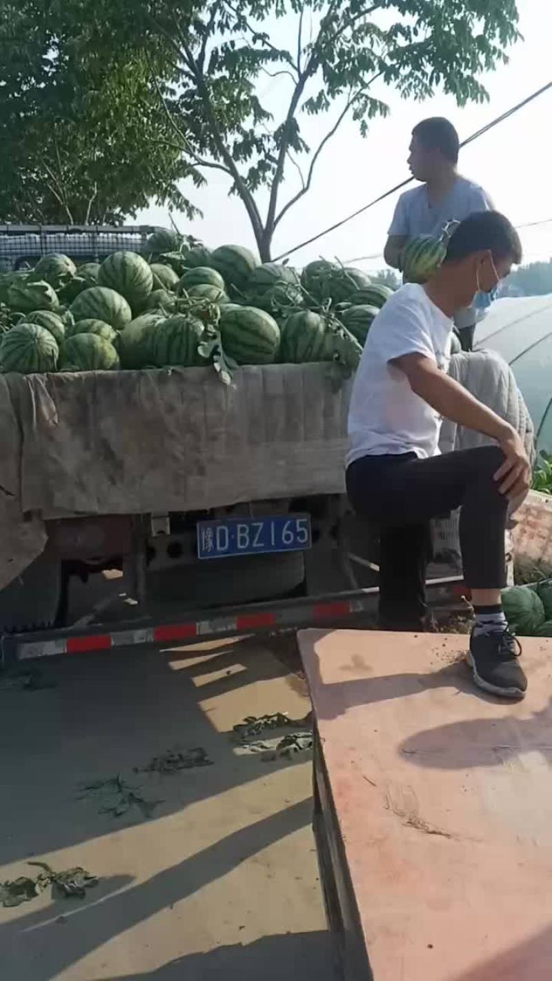 自家种植美都，8424西瓜自跟苗，头茬，无籽，地头出售。