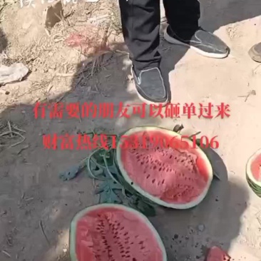 陕西甜王西瓜