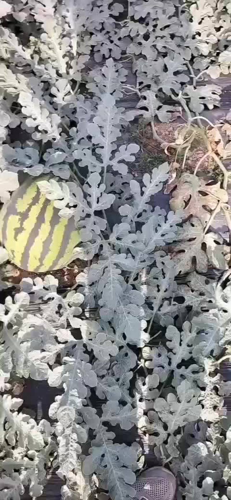 陕西甜王西瓜